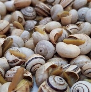 caracois